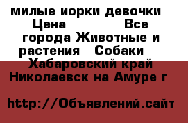 милые иорки девочки › Цена ­ 15 000 - Все города Животные и растения » Собаки   . Хабаровский край,Николаевск-на-Амуре г.